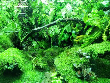 Kuala Lumpur, Malezya-18 Kasım 2018: küçük bitki ekili küçük cam kaplar içinde. Onun adı verilen terrarium ve yeşilliklerle kapalı alanına getirilmesini. 