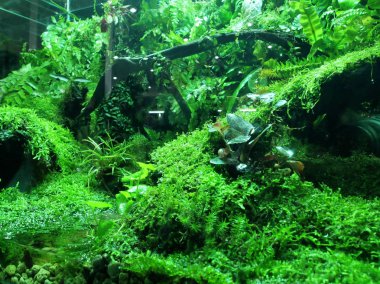 Kuala Lumpur, Malezya-18 Kasım 2018: küçük bitki ekili küçük cam kaplar içinde. Onun adı verilen terrarium ve yeşilliklerle kapalı alanına getirilmesini. 