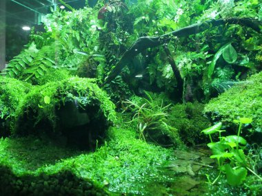 Kuala Lumpur, Malezya-18 Kasım 2018: küçük bitki ekili küçük cam kaplar içinde. Onun adı verilen terrarium ve yeşilliklerle kapalı alanına getirilmesini. 