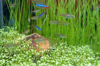 Seçili küçük Habitat cam akvaryum içinde odaklanmış. Küçük balık akvaryum içinde serbest bırakmak.