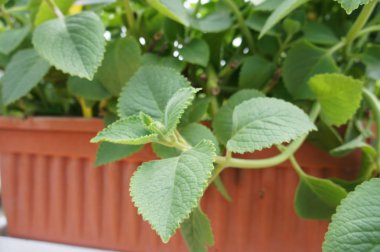 Origanum vulgare veya kekik olarak da bilinir. Pek çok sağlık ve sağlık yardımları olan otsu bitki.