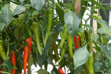 Red and green chilli plants. Planted in farms. Some of them are ready for harvest. clipart
