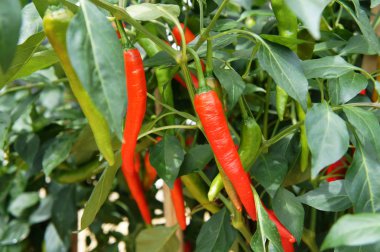 Kırmızı ve yeşil biber bitkiler. Çiftliklerde dikti. Biraz-in onları hasat için hazır.