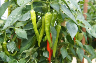 Kırmızı ve yeşil biber bitkiler. Çiftliklerde dikti. Biraz-in onları hasat için hazır.