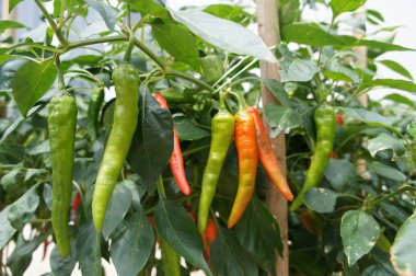 Kırmızı ve yeşil biber bitkiler. Çiftliklerde dikti. Biraz-in onları hasat için hazır.