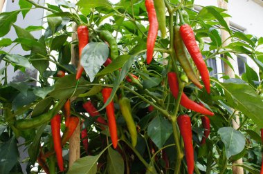 Kırmızı ve yeşil biber bitkiler. Çiftliklerde dikti. Biraz-in onları hasat için hazır.