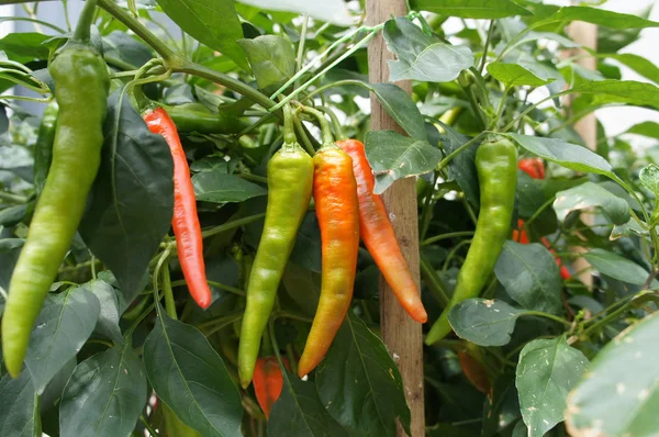 Kırmızı ve yeşil biber bitkiler. Çiftliklerde dikti. Biraz-in onları hasat için hazır.