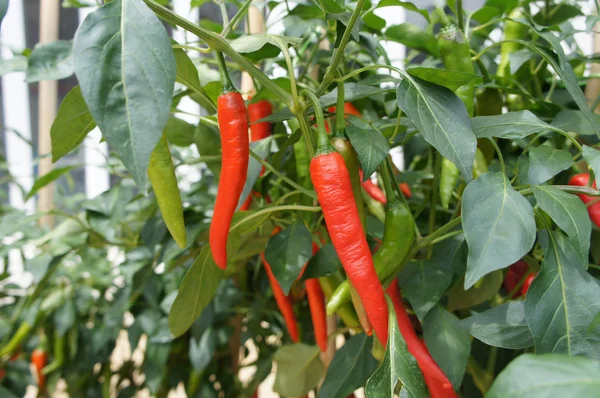 Kırmızı ve yeşil biber bitkiler. Çiftliklerde dikti. Biraz-in onları hasat için hazır.