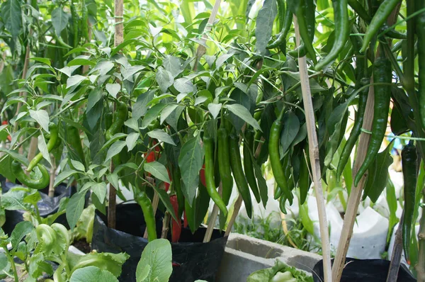 Czerwone Zielone Chili Roślin Posadzone Gospodarstwach Niektóre Nich Gotowe Zbioru — Zdjęcie stockowe