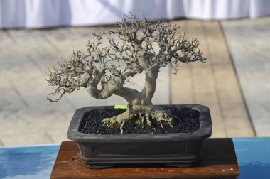 Putrajaya, Malezya-25 Ağustos 2018: küçük bonsai ağaç görüntü Putrajaya, Malezya Kraliyet Floria Putrajaya bahçesinde halk için. Küçük kaplarda ekili. 