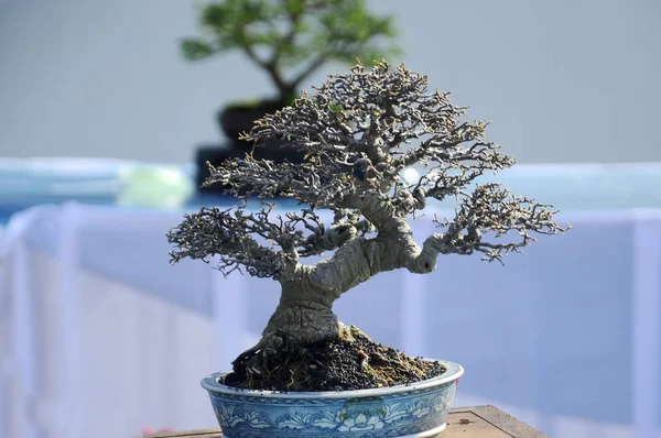 Putrajaya, Malezya-25 Ağustos 2018: küçük bonsai ağaç görüntü Putrajaya, Malezya Kraliyet Floria Putrajaya bahçesinde halk için. Küçük kaplarda ekili. 