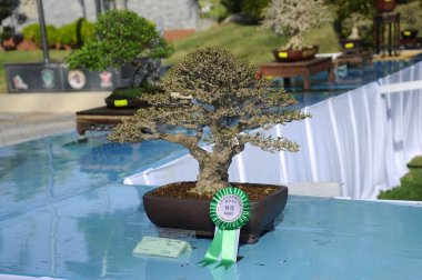 Putrajaya, Malezya-25 Ağustos 2018: küçük bonsai ağaç görüntü Putrajaya, Malezya Kraliyet Floria Putrajaya bahçesinde halk için. Küçük kaplarda ekili. 