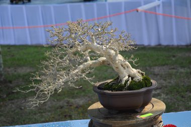 Putrajaya, Malezya-25 Ağustos 2018: küçük bonsai ağaç görüntü Putrajaya, Malezya Kraliyet Floria Putrajaya bahçesinde halk için. Küçük kaplarda ekili. 