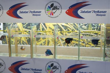 Kuala Lumpur, Malezya-06 Aralık 2018: renkli siyam balığı ayrı ayrı ayrı küçük plastik kaplarda savaşmaktan önlemek için ayrılır.