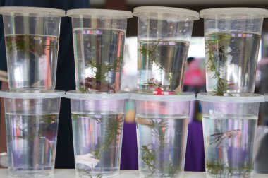 Kuala Lumpur, Malezya-06 Aralık 2018: renkli siyam balığı ayrı ayrı ayrı küçük plastik kaplarda savaşmaktan önlemek için ayrılır.