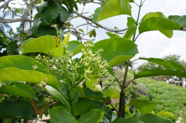 Brood Bloem Vallaris Glabra Plant Het Heet Kesidang Het Maleis — Stockfoto