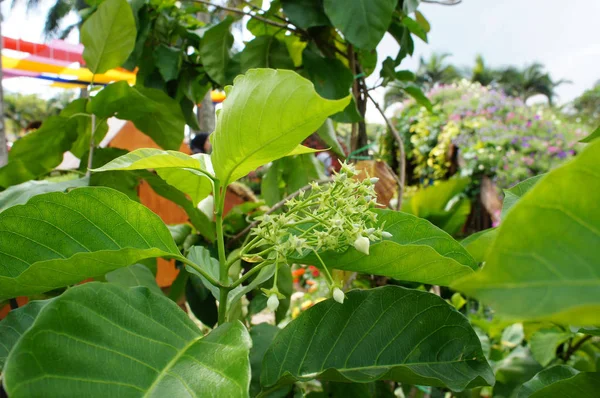 Brood Bloem Vallaris Glabra Plant Het Heet Kesidang Het Maleis — Stockfoto