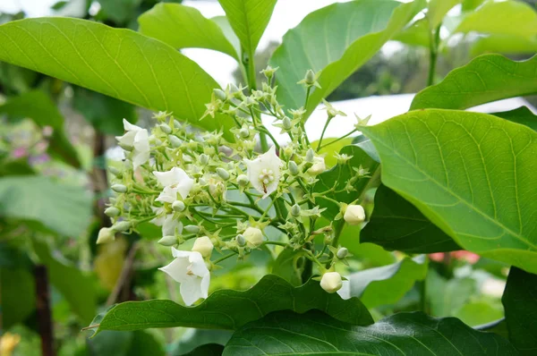 Brood Bloem Vallaris Glabra Plant Het Heet Kesidang Het Maleis — Stockfoto