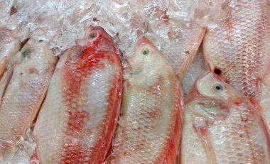 Bilimsel adı Talapia Merah balık Oreochromis niloticus aradı. Görüntü Satılık buz dolu. Bu normal bir gıda kaynağı olarak yetiştirilmiş tatlı su balığı bir tür..