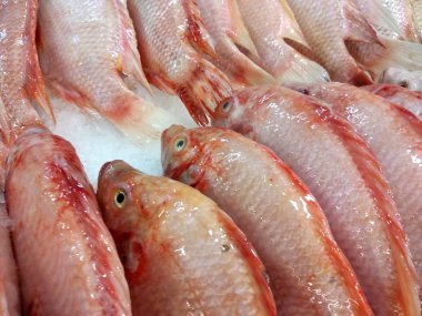 Bilimsel adı Talapia Merah balık Oreochromis niloticus aradı. Görüntü Satılık buz dolu. Bu normal bir gıda kaynağı olarak yetiştirilmiş tatlı su balığı bir tür..