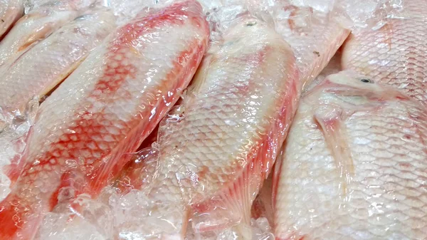 Талапия Мера Рыба Научного Названия Oreochromis Niloticus Мбаппе Продается Залитом — стоковое фото