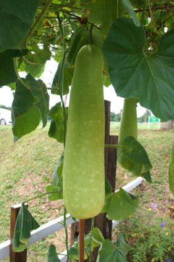 Kabak sicenaria veya sukabağı (kabak). Kabak ağaç onun asılı meyve ile. Kurutulmuş ve bir kap kullanılan olmak bir sebze olarak tüketilen veya hasat hasat genç Olgun.