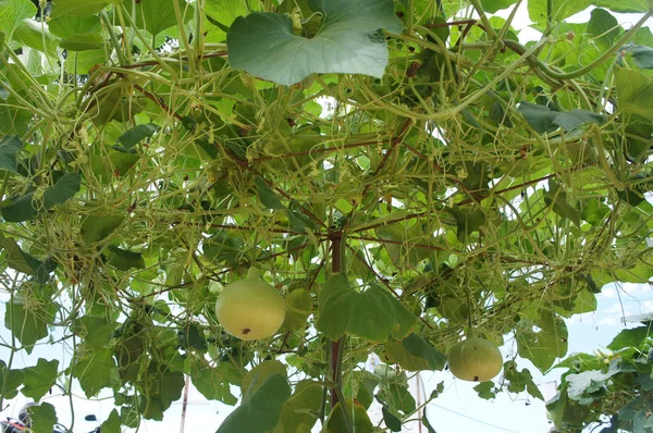 Lagenaria Sicenaria Calabash Calabaza Árbol Calabaza Con Fruto Colgante Cosechado — Foto de Stock