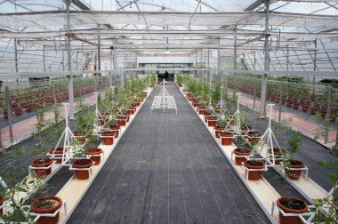 KUALA LUMPUR, MALAYSIA -JULY 17, 2018: The tomato plants are planted by fertigation method. Fertilizers, nutrients and water are channelled through the small water pipes directly to each plant. clipart