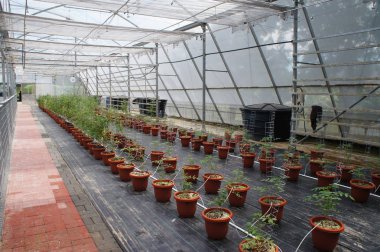 Kuala Lumpur, Malezya-17 Temmuz 2018: domates bitki gübreleme yöntemi tarafından ekilir. Gübreler, besin ve su her bir tesis için doğrudan küçük su boruları aracılığıyla kanalize.