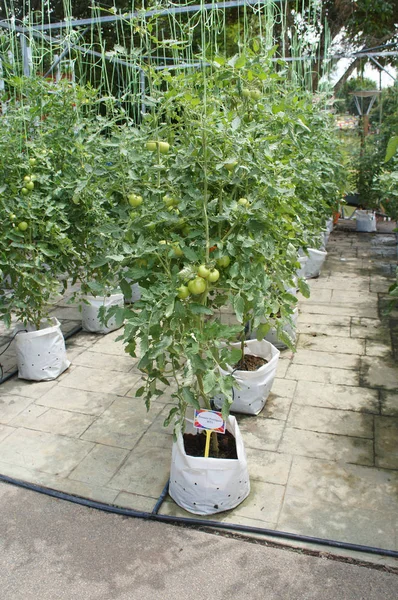 Kuala Lumpur Malasia Julio 2018 Las Plantas Tomate Plantan Por —  Fotos de Stock