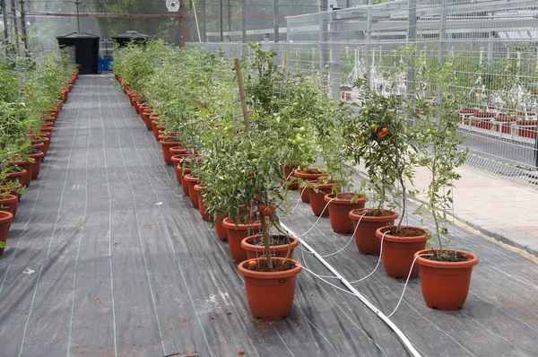 Kuala Lumpur Malezja Lipca 2018 Pomidory Sadzone Metodą Fertygacji Nawozy — Zdjęcie stockowe