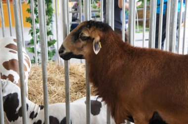 Kuala Lumpur, Malezya-30 Eylül 2017: Seçili doğurmak hayvan--dan keçi yetiştiricileri için satmak için kafeslerde yerleştirilir.