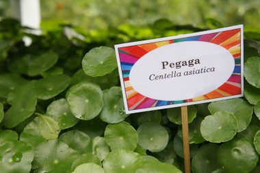 Centella asiatica bitki. Yerel sulak Asya için. Mutfak sebze ve bir tıbbi bitki olarak kullanılır. 