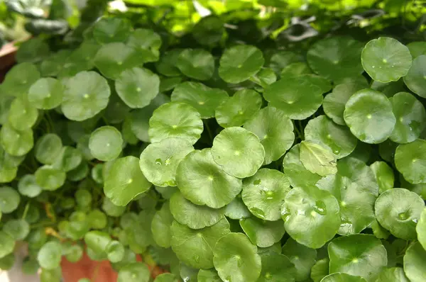 Centella Asiatica Impianto Originaria Delle Zone Umide Dell Asia Usato — Foto Stock