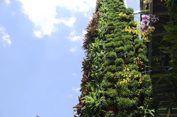 马来西亚吉隆坡 2018年11月16日 在塑料罐中种植草本植物 花卉和蔬菜 并作为垂直花园垂直悬挂 节省空间 适合城市花园 — 图库照片