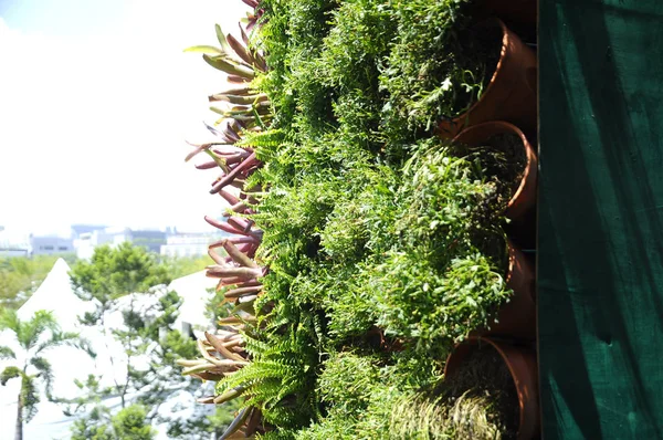 马来西亚吉隆坡 2018年11月16日 在塑料罐中种植草本植物 花卉和蔬菜 并作为垂直花园垂直悬挂 节省空间 适合城市花园 — 图库照片