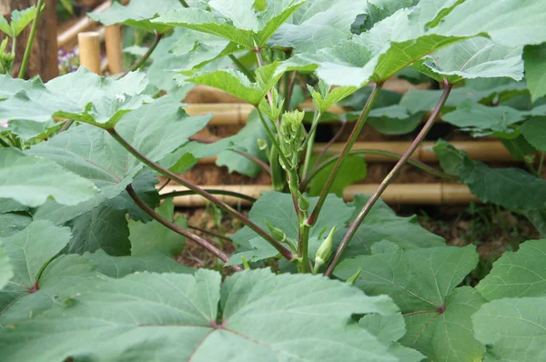 Ladies Vingers Ook Bekend Als Okra Okro Plant Wordt Gekweekt — Stockfoto