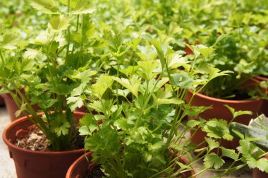 Apium otolenler veya kaplar küçük plastik kaplar içinde büyür. Antik çağlardan beri sebze ve bitki olarak yetiştirilen bitki. 