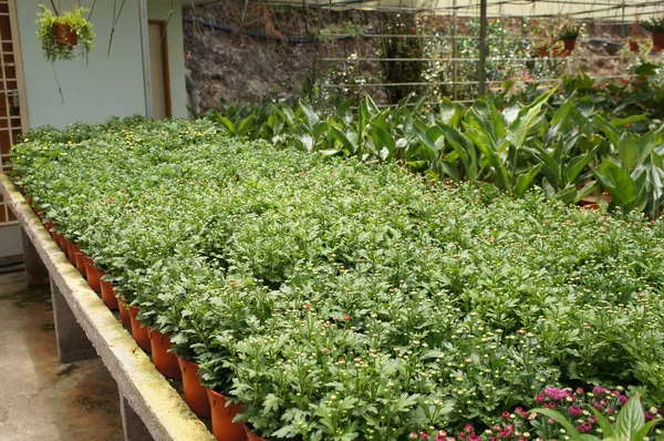 Flores Crisantemo Plantadas Crecen Los Pequeños Contenedores Plástico Criado Vivero — Foto de Stock