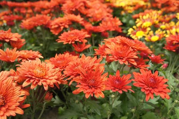 Krizantém Virágok Ültetett Kis Műanyag Tartályok Tenyésztenek Egy Óvoda Eladó — Stock Fotó
