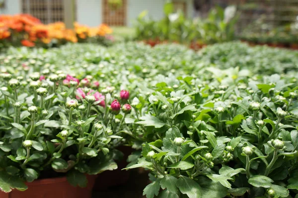 Chrysanthemum Flowers Planted Grow Small Plastic Containers Bred Nursery Sale — Stock Photo, Image