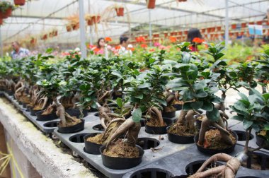 Ginseng bitki kreş küçük bir plastik pot dikildi. Ticari bitki ve geleneksel tıp amacı için dikilmiş. 