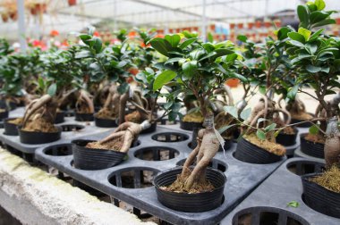 Ginseng bitki kreş küçük bir plastik pot dikildi. Ticari bitki ve geleneksel tıp amacı için dikilmiş. 