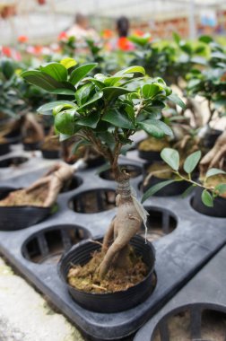 Ginseng bitki kreş küçük bir plastik pot dikildi. Ticari bitki ve geleneksel tıp amacı için dikilmiş. 