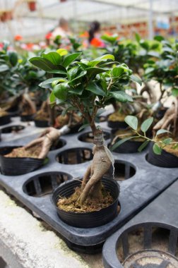 Ginseng bitki kreş küçük bir plastik pot dikildi. Ticari bitki ve geleneksel tıp amacı için dikilmiş. 