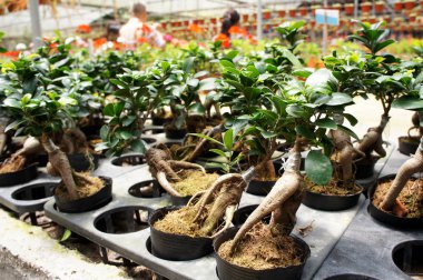 Ginseng bitki kreş küçük bir plastik pot dikildi. Ticari bitki ve geleneksel tıp amacı için dikilmiş. 
