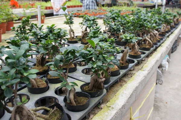 Ginseng Planté Dans Petit Pot Plastique Dans Pépinière Plantée Commercialement — Photo