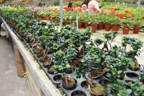 Ginseng planted in a small plastic pot in the plant nursery. Commercially planted for herb and traditional medicine purpose.