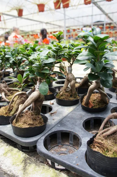 Ginseng planted in a small plastic pot in the plant nursery. Commercially planted for herb and traditional medicine purpose.