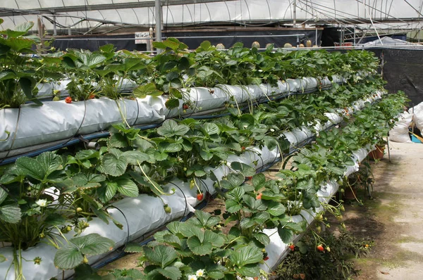 Cameron Highland, Malezya - 17 Mart 2019: Çilek çiftliğinde çilek meyveleri. Planted yer kazanmak için çok katlı bir raf kullanır. Küçük polivinil borulardan su damlaları kullanılarak sulanır. 